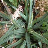Gasteria pendulifolia